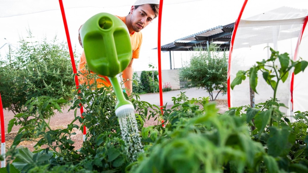 An ASU male student waters plants with a natural pesticide at the Rob and Melani Walton urban farm. 