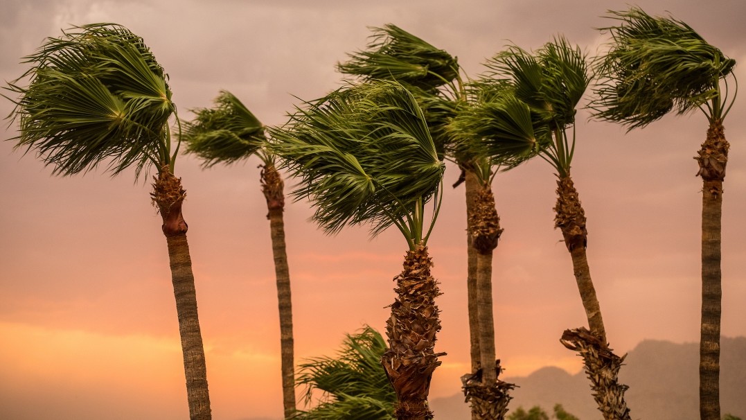 Image of palm trees swaying in windy conditions 
