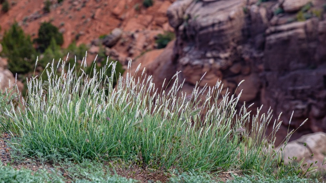 Buffelgrass, which is native to Africa, Asia and the Middle East, is pictured. The invasive grass species is the most likely to cause significant wildfire damage. Photo by iStock/Getty Images