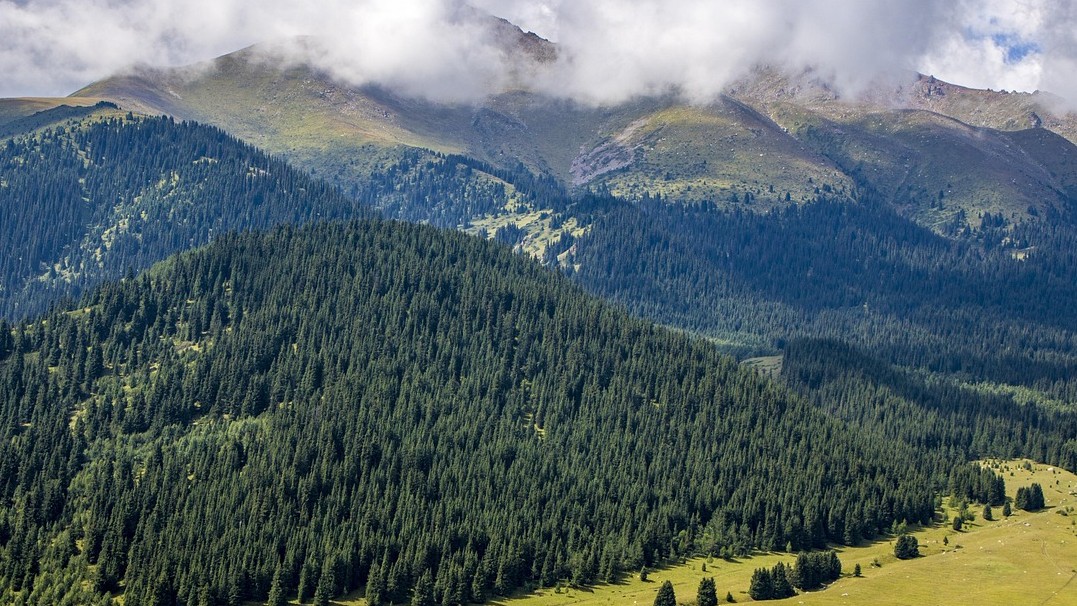 Image of mountains covered in pine trees with clouds in the sky and a meadow in the foreground. 