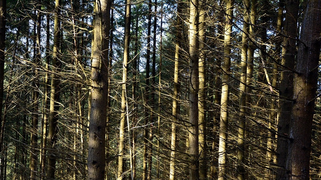 Image of forest trees 
