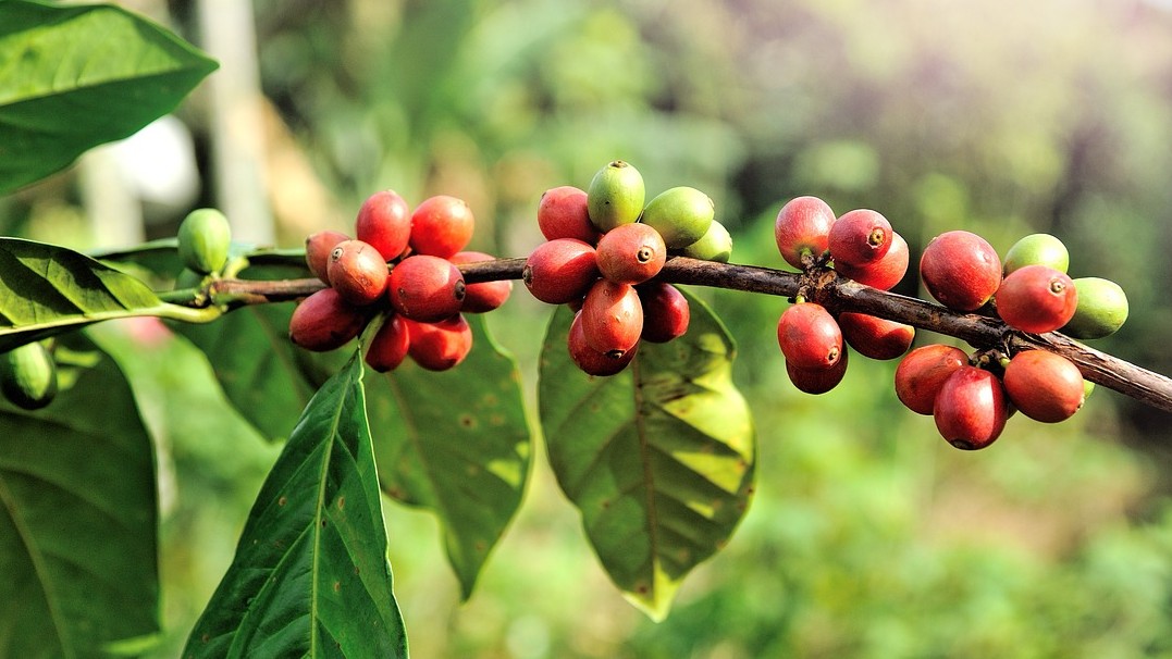 Photo of coffee beans growing on a coffee plant.