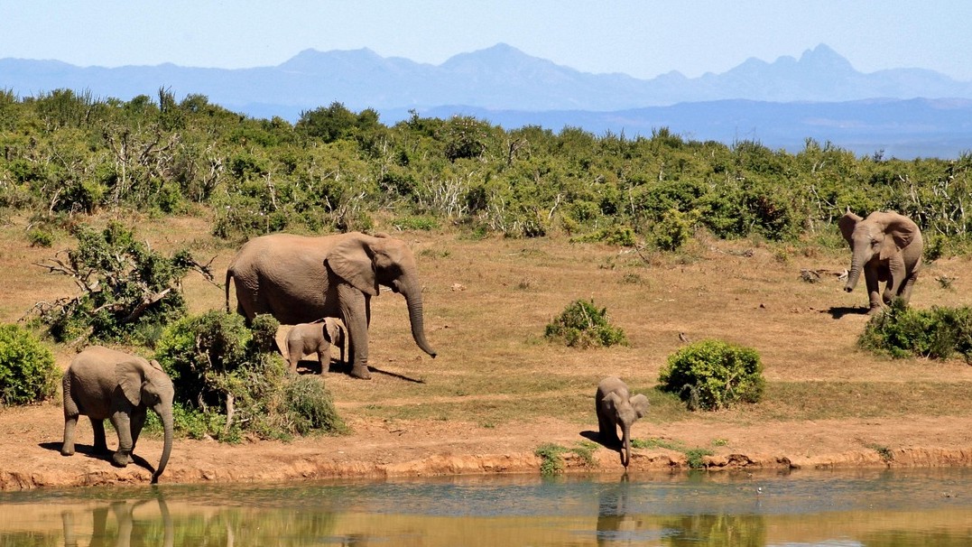 Photo of elephants at a water hole 