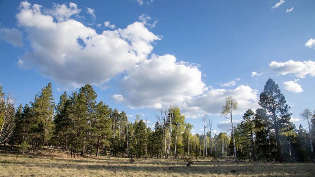 Photo of a ponderosa pine grove with grass in the foreground. 