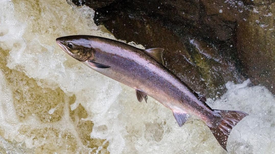 Image of a salmon jumping in a running stream 