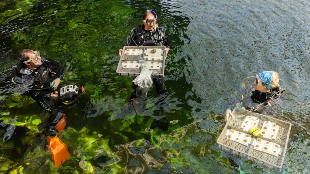 Photo showing researchers in full snorkeling gear in Biosphere's ocean holding boxes of corals 