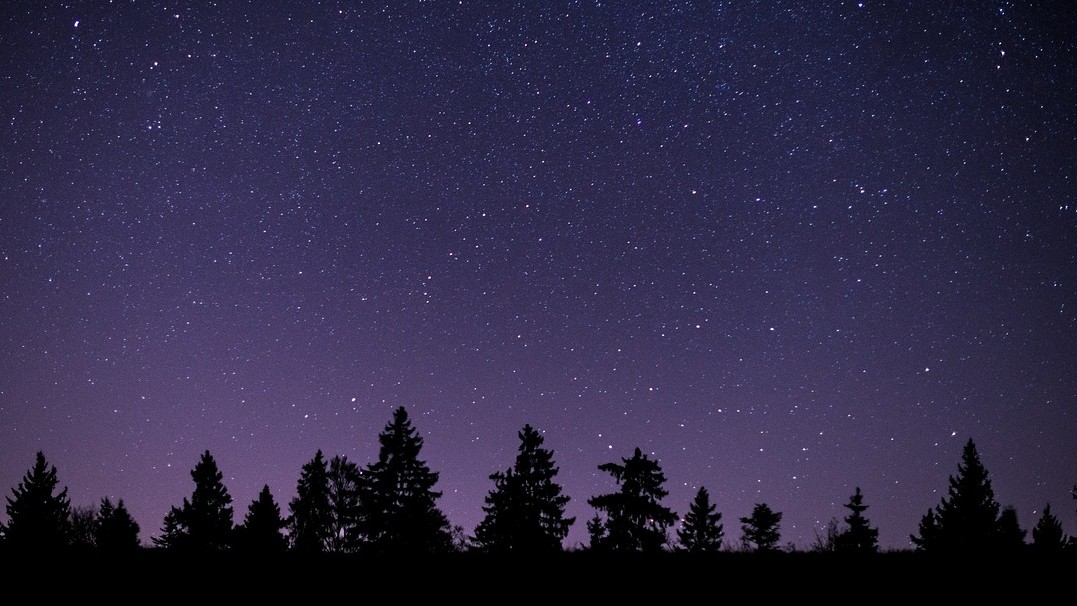 Image of the night sky with pine trees in the foreground 