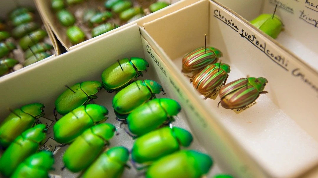 Green insect specimens at the University of Arizona's insect collection.