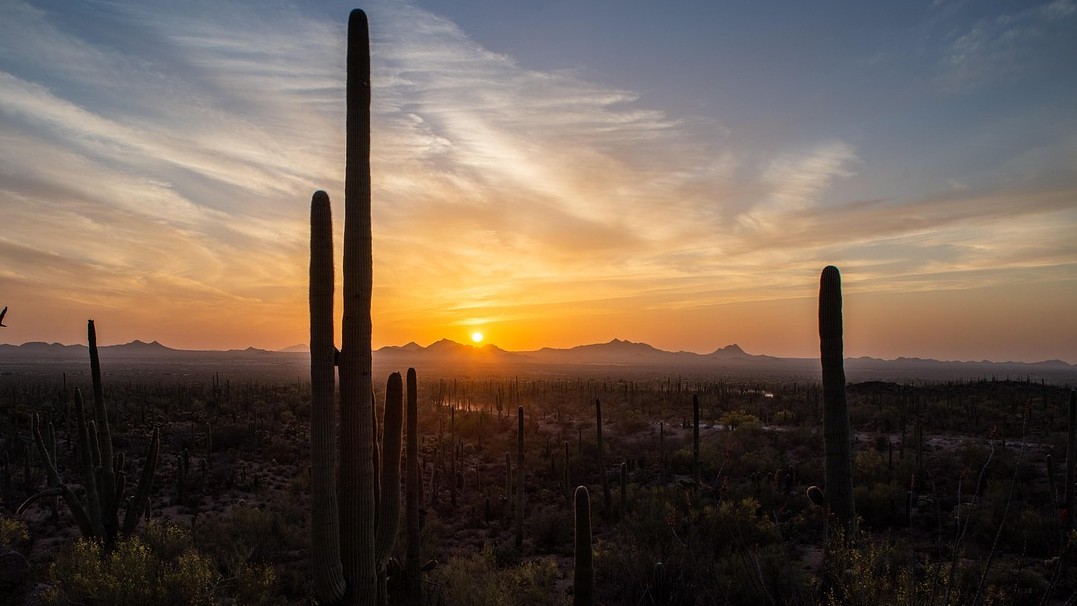 Image of the sun rising in the desert with saguaro cacti in the foreground