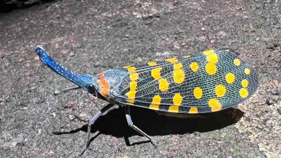 Among the species discovered each year are insects such as the pictured lanternfly from India, a winged insect with a long nose.