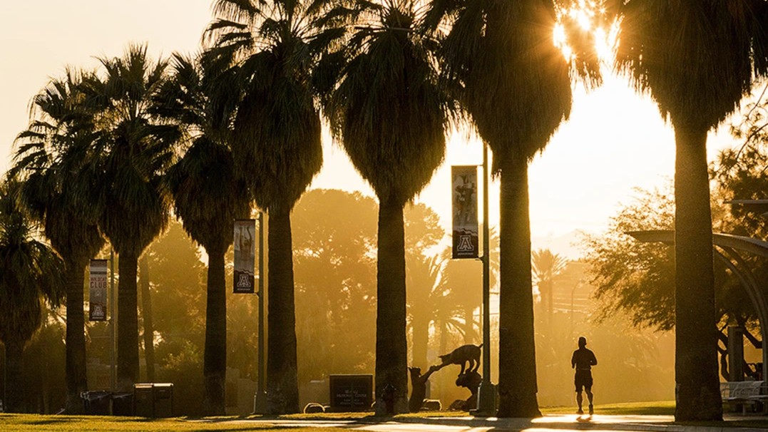 Image of a man jogging on a campus path with sun shining through palm trees and wildcat statue visible in the image