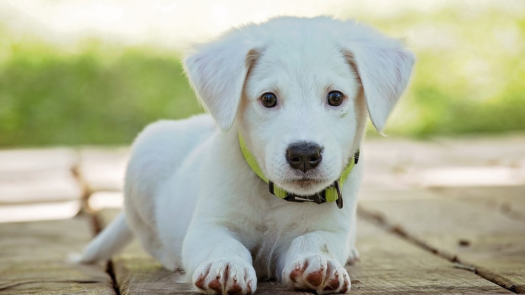 Photo of a cute puppy. 