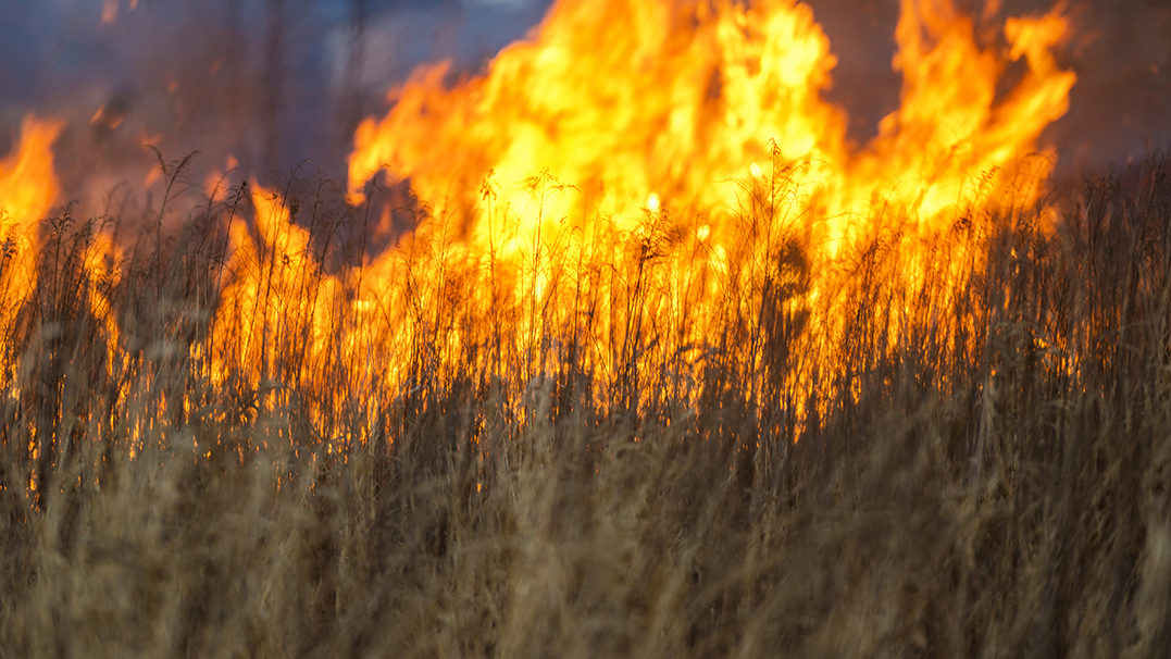 wildfire