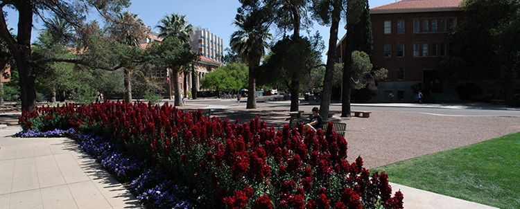 Photo of the University of Arizona campus with flowers in the foreground and a building and student in the background 