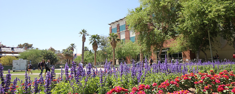 Photo of the University of Arizona campus with purple and red flowers in the foreground and trees in the background 