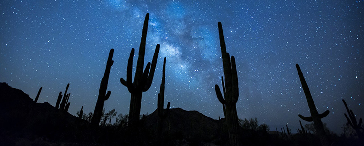 Photo of saguaro cactuses taken at night with the Milky Way in the sky