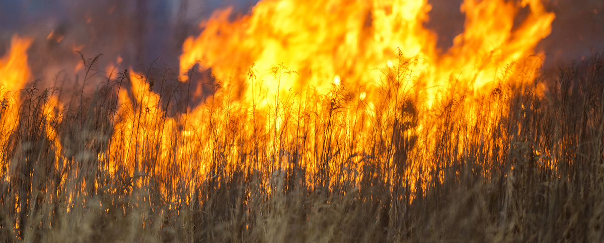 wildfire